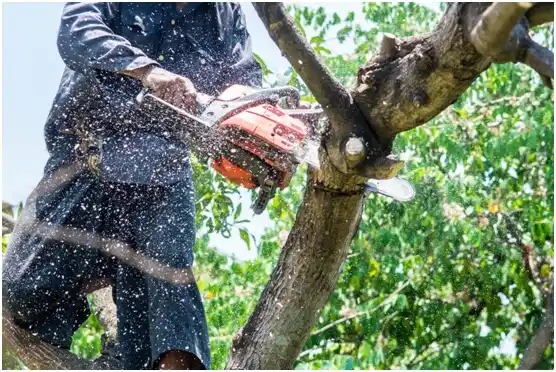 tree services Shartlesville